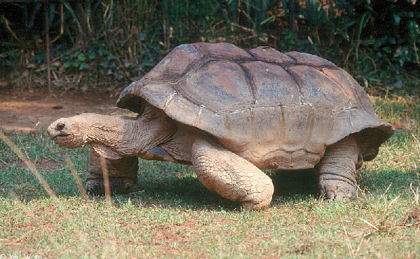  Geochelone gigantea ID = 