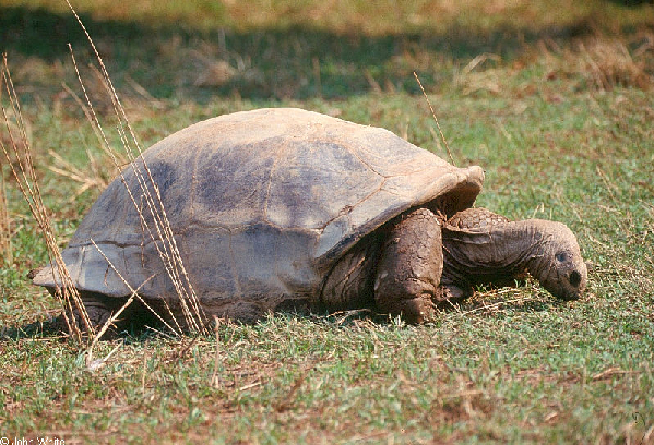  Geochelone gigantea ID = 