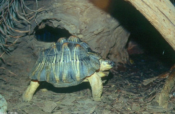  Geochelone radiata ID = 