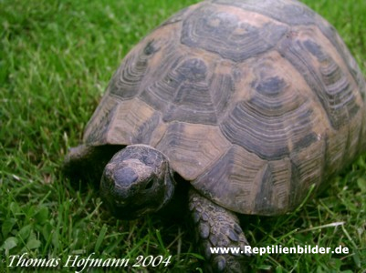  0,1 Testudo greacea ID = 