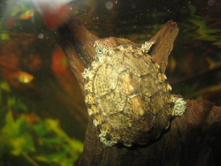  Sternotherus carinatus ID = 