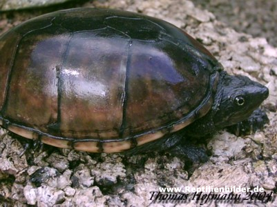  Sternotherus odoratus ID = 