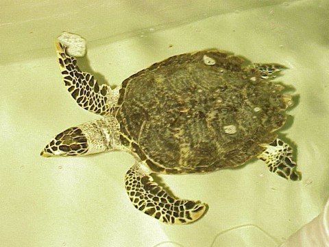  Eritmochelys imbricata ID = 