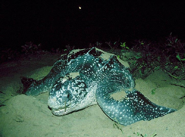  Dermochelys coriacea ID = 