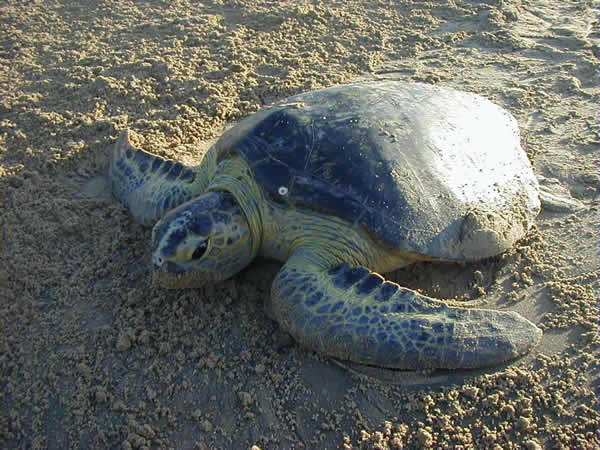  Chelonia mydas agassizii ID = 