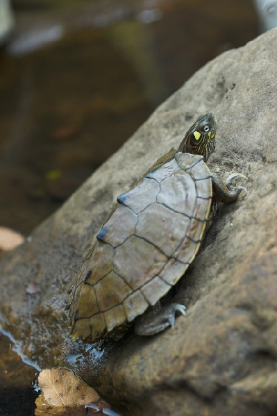  Graptemys ouachitensis ouachitensis ID = 