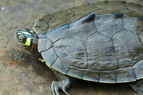  Graptemys pseudogeographica kohnii ID = 