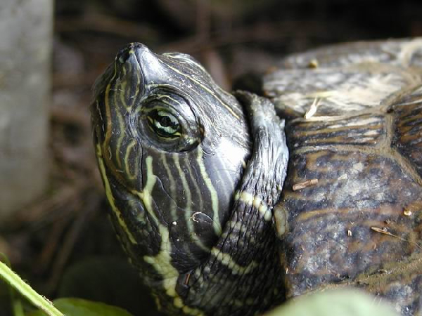  Pseudemys concinna ID = 