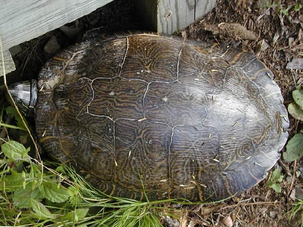  Pseudemys concinna ID = 