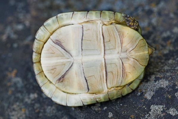  Terrapene carolina ssp. ID = 