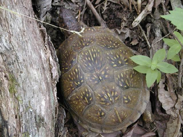  Terrapene carolina ssp. ID = 