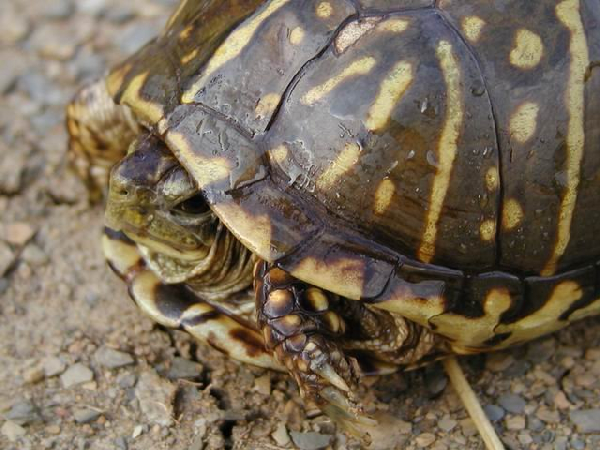  Terrapene ornata ornata ID = 