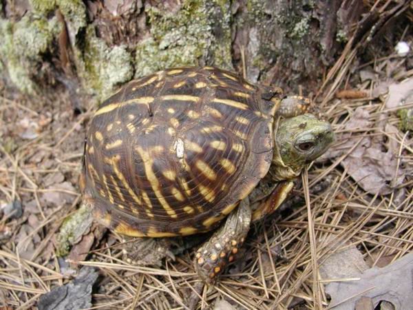  Terrapene ornata ornata ID = 