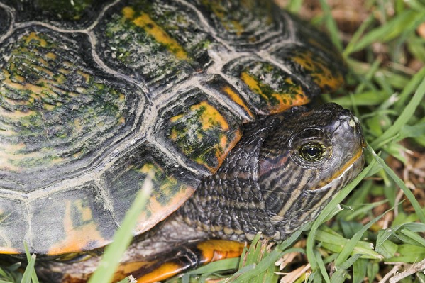  Trachemys scripta elegans ID = 