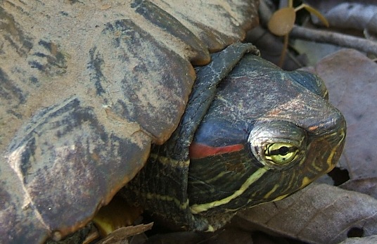  Trachemys scripta elegans ID = 