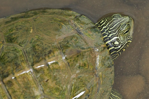  Graptemys geographica ID = 