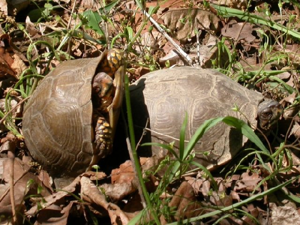  Terrapene carolina ssp. ID = 