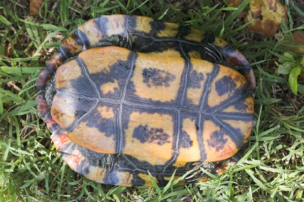  Trachemys scripta elegans ID = 