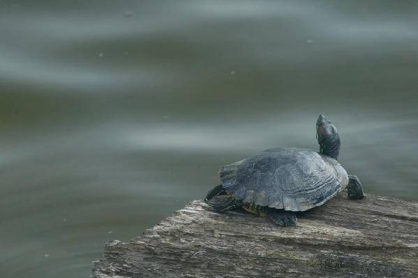  Trachemys scripta elegans ID = 