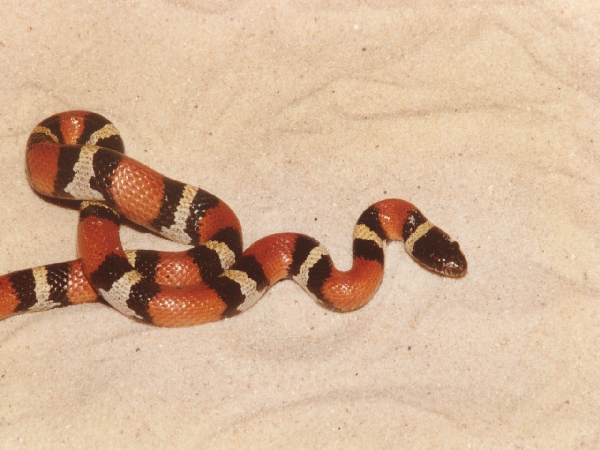  Lampropeltis triangulum amaura ID = 