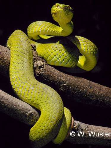  Trimeresurus gumprechti female ID = 