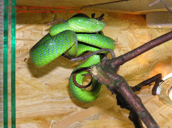  Trimeresurus fucatus ID = 