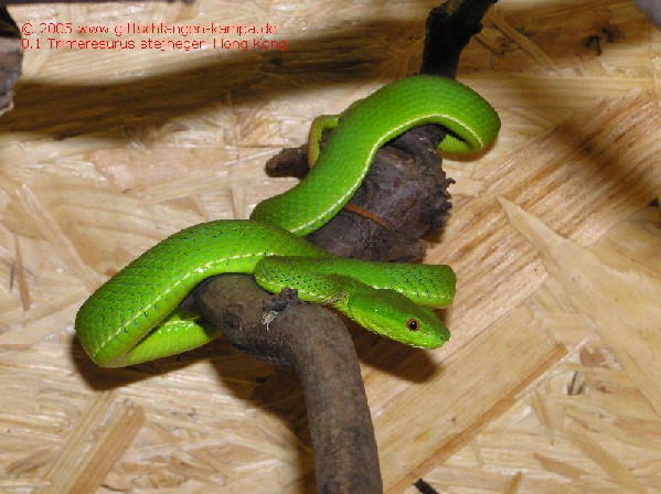  Trimeresurus stejnegeri ID = 