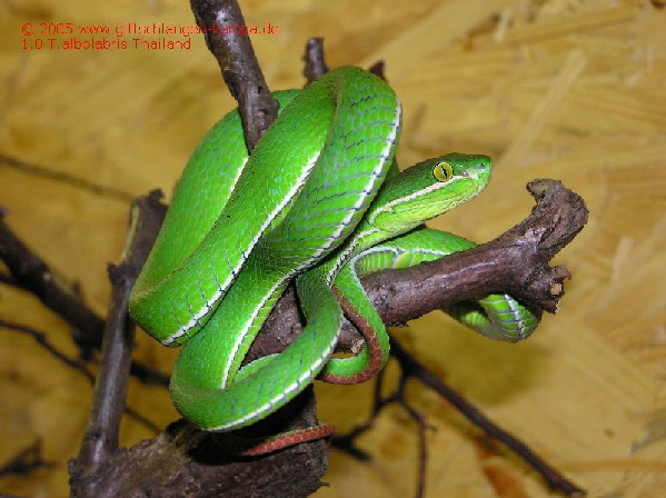  Trimeresurus albolabris Thailand ID = 