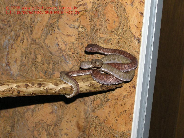  Trimeresurus purpureomaculatus ID = 