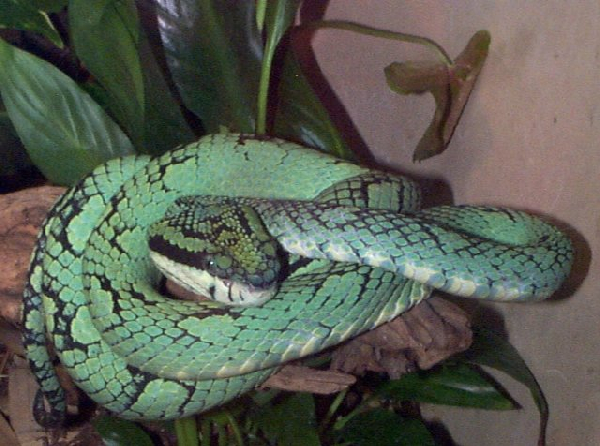  Trimeresurus trigonocephalus ID = 