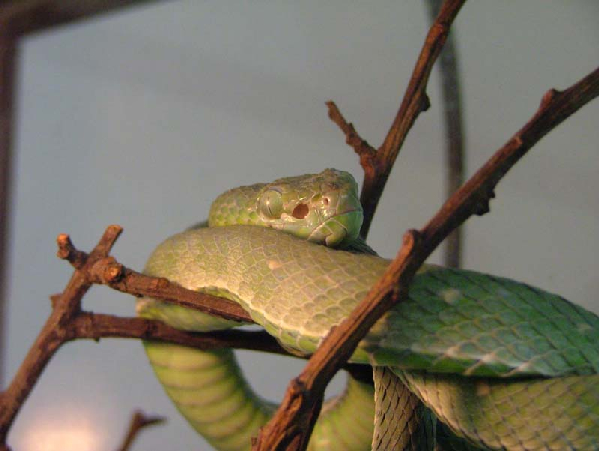  Trimeresurus hageni ID = 