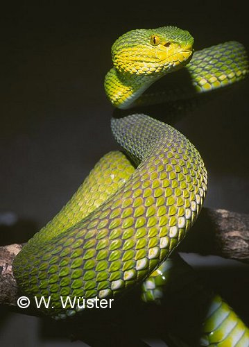  Trimeresurus erythrurus ID = 