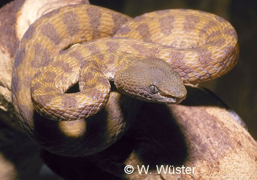  Trimeresurus fasciatus ID = 