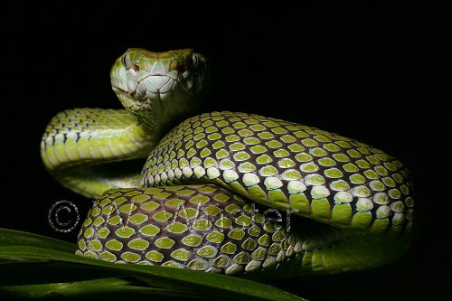  Trimeresurus hageni ID = 