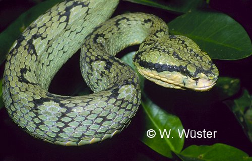  Trimeresurus trigonocephalus ID = 