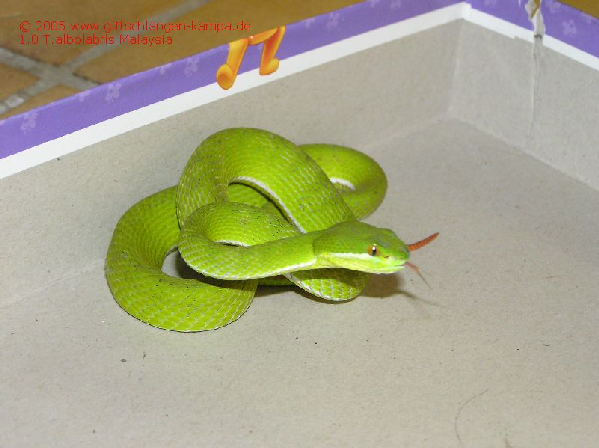  Trimeresurus albolabris Malaysia ID = 