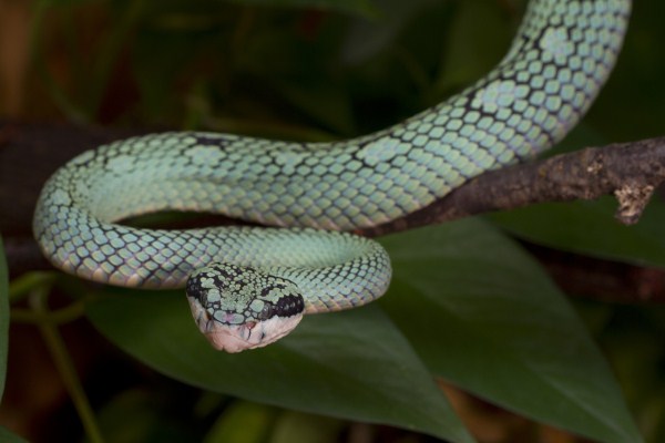  Trimeresurus trigonocephalus female ID = 