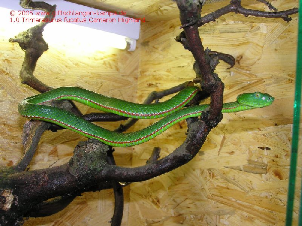  Trimeresurus fucatus ID = 