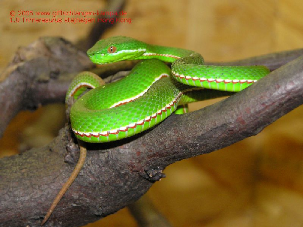  Trimeresurus stejnegeri ID = 