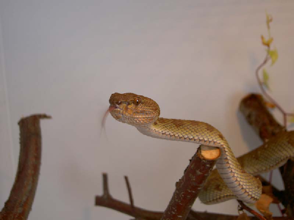  Trimeresurus purpureomaculatus ID = 