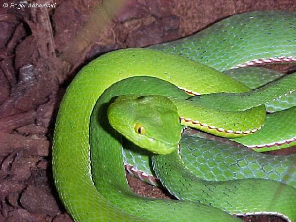  Trimeresurus stejnegri stejnegri ID = 