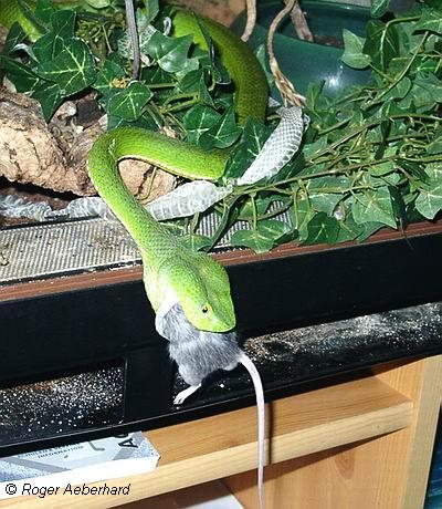  Trimeresurus stejnegri stejnegri ID = 