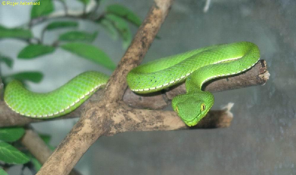  Trimeresurus stejnegri stejnegri ID = 