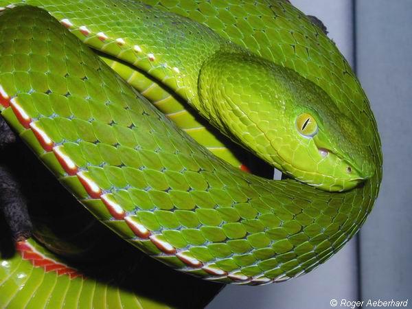  Trimeresurus stejnegri stejnegri ID = 