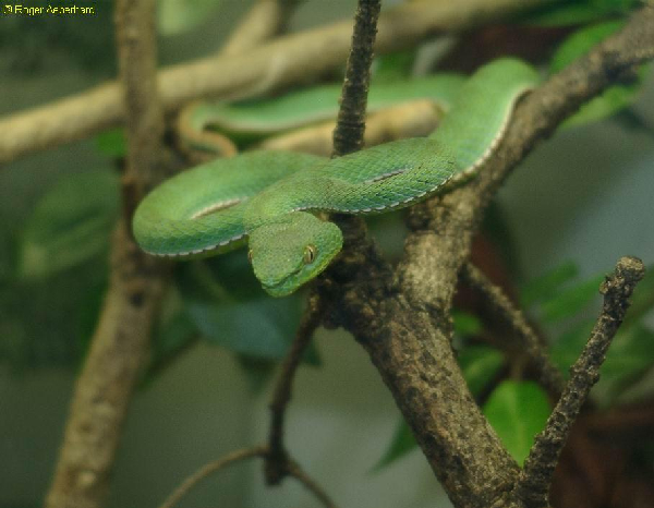  Trimeresurus stejnegri stejnegri ID = 