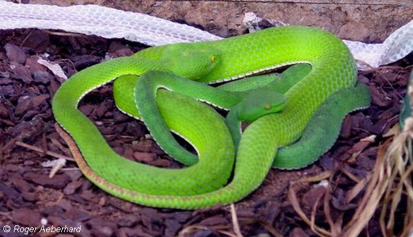  Trimeresurus stejnegri stejnegri ID = 