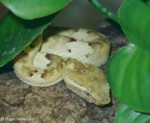  Trimeresurus puniceus ID = 