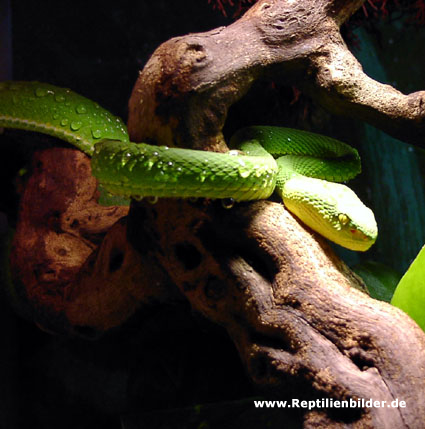  0.1 Trimeresurus Albolabris ID = 