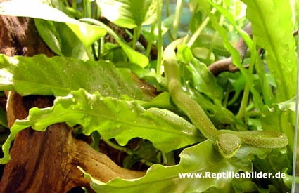  Trimeresurus Albolabris ID = 