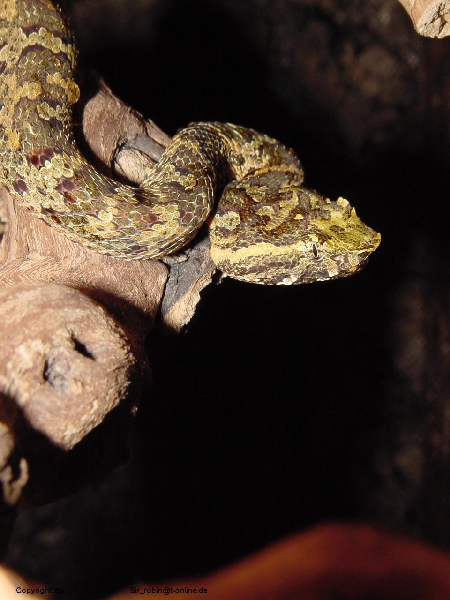  Trimeresurus puniceus ID = 